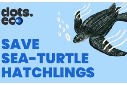 SAUVER LES TORTUES DE MER À L’ÉCLOSION BE