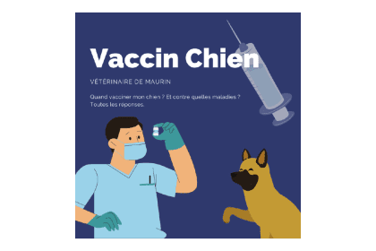 Vacciner des chiens contre la rage FR